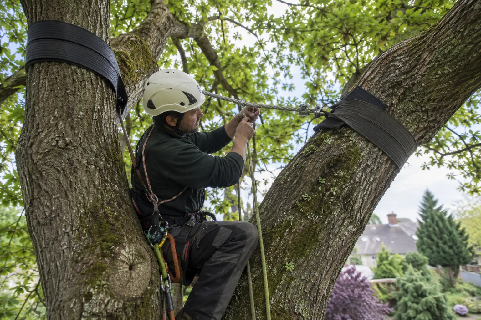 Tree cable bracing — Harnessed climbing arborist installing a bracing cable between mature tree limbs with broad protective slings.