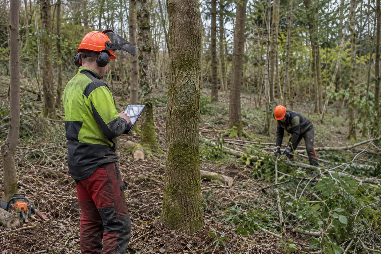 Woodland management — Two forestry workers managing a woodland thinning area, one recording tree information on a tablet while another gathers cut branches.